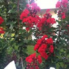 Ficus Amplissima Indian Bat Tree, - Special Offer Pack of 100 Seeds New Arrival