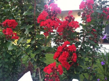 Ficus Amplissima Indian Bat Tree, - Special Offer Pack of 100 Seeds New Arrival