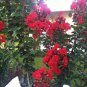 Ficus Amplissima Indian Bat Tree, - Special Offer Pack of 100 Seeds New Arrival