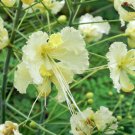 Koelreuteria Paniculata Golden Pack of Fresh Stock 20 Seeds Rain Tree, -