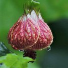Premium Passiflora Adenopoda 5 Seeds , Pack of New Arrival