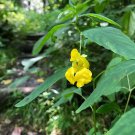 Pack of 150 Seeds Scrophularia Nodosa Common Figwort, - Discounted Must Have