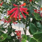 Canna Indica Red Lily, - Discounted Pack of 10 Seeds Hot Sale