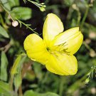 Premium Special Offer Leucophylium Frutescens Texas Sage, Pack of 10 Seeds