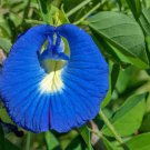 Bestselling Musa Yunnanensis Yunnan Banana, Seasonal Favorite Pack of 5 Seeds