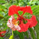 Arrival Scrophularia Californica California Bee Rare Find Plant, Pack of