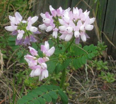 Anemone Occidentalis Western Pasqueflower, - Premium Special Offer Pack of 10