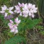 Anemone Occidentalis Western Pasqueflower, - Premium Special Offer Pack of 10