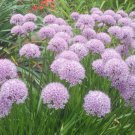 Pack of 10 Seeds Centaurea Nigra Black Knapweed, - Top Quality Popular Pick