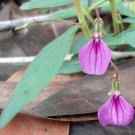 Discounted Costus Guanaiensis Spiral Ginger, Highly Rated Pack of 5 Seeds (2032)