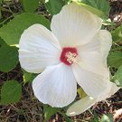 of 40 Seeds Magnolia Grandiflora Southern Magnolia, - Best Seller Highly