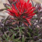 Customer Favorite Limited Edition Puya Raimondii Pack of 5 Seeds Queen The