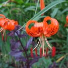 Special Offer Catunaregam Pack of 10 Seeds Spinosa Mountain Pomegranate,