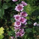 Pack of 10 Seeds Exclusive Special Offer Penstemon Montanus Ssp. Montanus