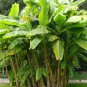 Top Quality Allium Senescens German Garlic, - Bestselling Pack of 5 Seeds