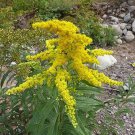 Imported Caesalpinia Pulcherrima Yellow Pack of 5 Seeds Peacock Flower, -