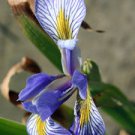 Limited Stock Pomaderris Apetala New Zealand Hazel, Pack of 10 Seeds (933)