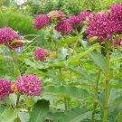 Limited Stock Edition Leucophylium Pack of 10 Seeds Frutescens Texas