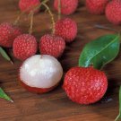 Rated Limited Edition Meriania Nobilis Noble Meriania, Pack of 10 Seeds