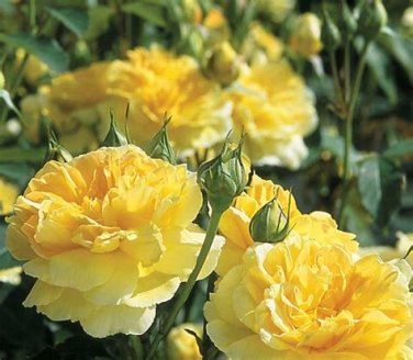Heirloom Yellow Tea Rose Shrub Upright Fragrant Garden Seeds