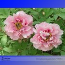 Heirloom 'Fen Pan Tuo Jin' Pink Peony Tree Professional Organic Seeds, Pack, ...