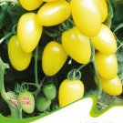 Rare Milky Yellow Cherry 20 / Very Tasty Juicy Sweet Fruit Organic Seeds, Ori...