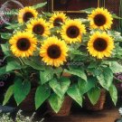 Heirloom Bonsai Short-stem Balcony Yellow 15 ornamental seeds, garden