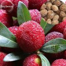 Red Sweet Waxberry, 5 myrica rubra fruit Seeds, high germination