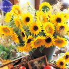 Cut Helianthus Annuus, 15 Turnsole Seeds seeds,