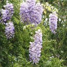 Discounted Platycodon Grandiflorus Alba White Balloon Limited Stock Flower,