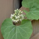 Ligularia Dentata Leopard Plant, - Fresh Stock Best Seller Pack of 10 Seeds