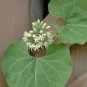 Ligularia Dentata Leopard Plant, - Fresh Stock Best Seller Pack of 10 Seeds