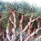 Pack of 79 Seeds Special Offer Cyathea Dealbata Ponga, Seasonal Favorite