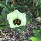 Pack of 20 Seeds Imported Exclusive Must Have Eutrochium Maculatum Joe Pye