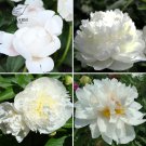 Chinese Peony Mixed 4 Types Fully White Double Petals 5 Blooms for S...
