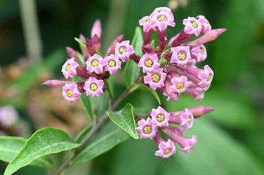 Discounted Murraya Paniculata Short Variety, - Hot Sale Pack of 5 Seeds