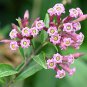 Discounted Murraya Paniculata Short Variety, - Hot Sale Pack of 5 Seeds