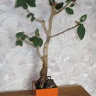Must Have Fuchsia Microphylla Ssp. Pack of 10 Seeds Littleleaf