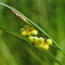 Beaumontia Grandiflora Heralds Pack of 20 Seeds Trumpet, - Special Offer Rare