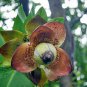 Passiflora Alata Winged-Stem Passion Flower, - Collector's Choice Hot Sale