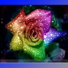 Heirloom 'Hot Wheels' 5-color Rose Professional 50 / Hybrid Chinese Seedling ...