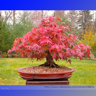 Office Decor Japanese Red Maple Hybrid Bonsai Professional 20 / Your Own Tree...