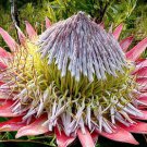 Pack of 25 Seeds Discounted New Arrival Gloriosa Superba Lutea Yellow Glory