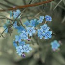of 20 Seeds Limited Edition Exclusive Metrosideros Kermadecensis Kermadec