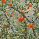 Pack of 10 Seeds Podocarpus Henkelii Henkel'S Yellowwood, - Exclusive Highly