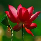 Top Quality Schisandra Pack of Seasonal Favorite 79 Seeds Chinensis Magnolia