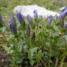 Bestselling Centaurea Pack of 10 Seeds Montana Mountain Cornflower,