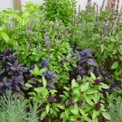 Bestselling Geum Triflorum Prairie Smoke, - Exclusive Heirloom Pack of