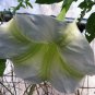 Special Offer Iris Missouriensis Western Pack of 40 Seeds Blue Flag, - Premium