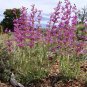 Platycodon Grandiflorus Alba White Pack of Highly Rated 10 Seeds Balloon